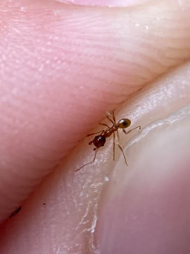 Pheidole morrisii photo 159