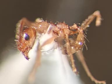 Pheidole morrisii photo 160