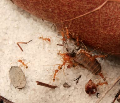 Pheidole morrisii photo 161