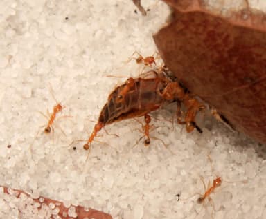 Pheidole morrisii photo 162