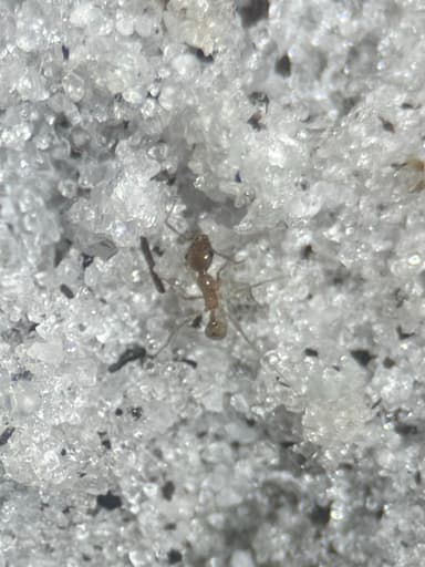 Pheidole morrisii photo 163