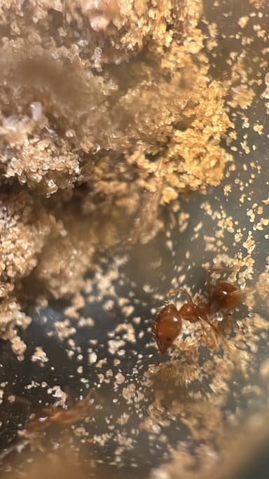 Pheidole morrisii photo 164