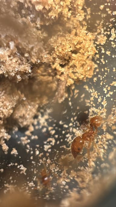 Pheidole morrisii photo 165