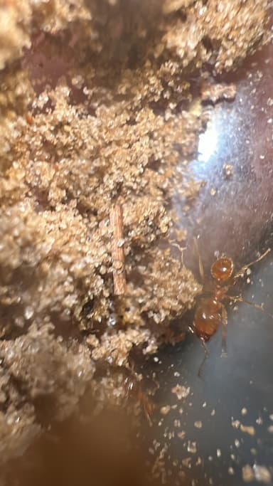 Pheidole morrisii photo 166