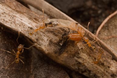 Pheidole morrisii photo 167