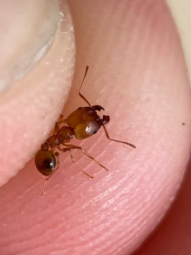 Pheidole morrisii photo 168