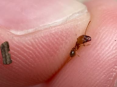 Pheidole morrisii photo 169