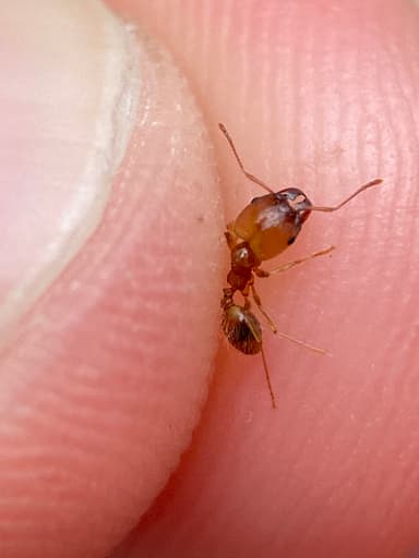 Pheidole morrisii photo 170
