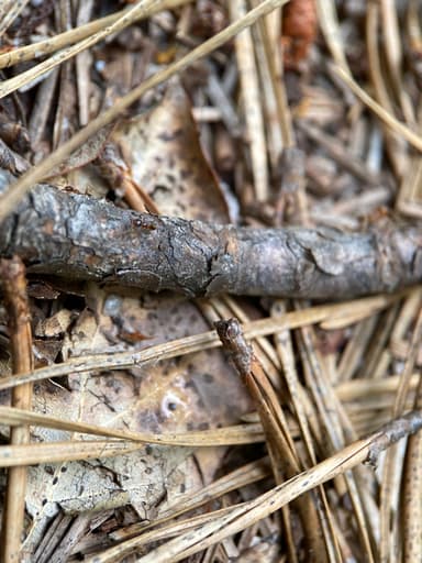 Pheidole morrisii photo 172