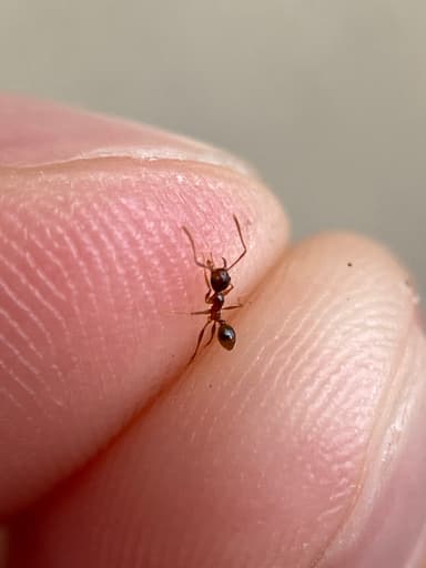 Pheidole morrisii photo 173