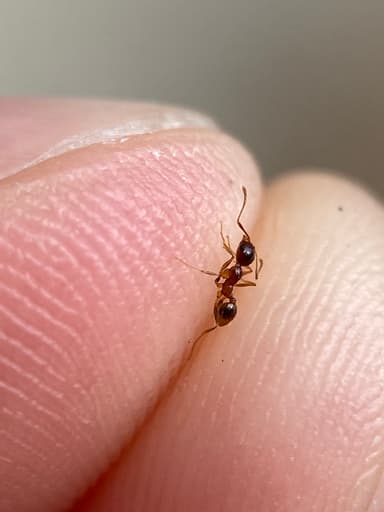 Pheidole morrisii photo 174