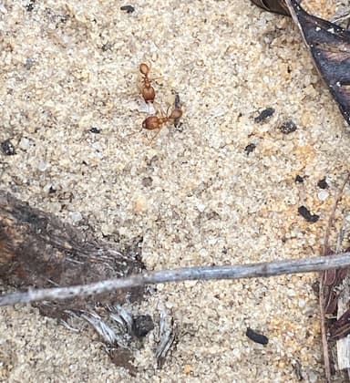 Pheidole morrisii photo 175