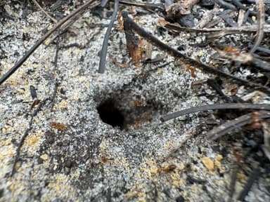 Pheidole morrisii photo 178