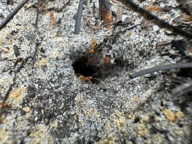 Pheidole morrisii photo 179