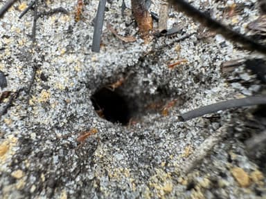 Pheidole morrisii photo 180