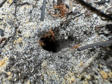 Pheidole morrisii photo 181