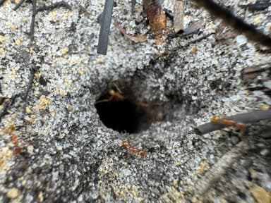 Pheidole morrisii photo 182