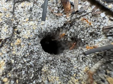 Pheidole morrisii photo 183