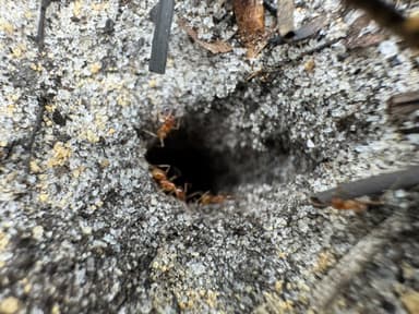 Pheidole morrisii photo 184