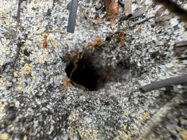 Pheidole morrisii photo 185