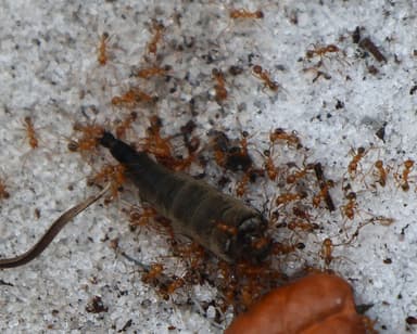 Pheidole morrisii photo 186