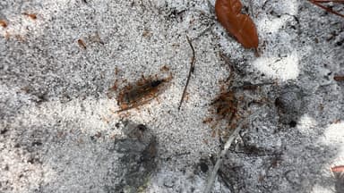 Pheidole morrisii photo 187