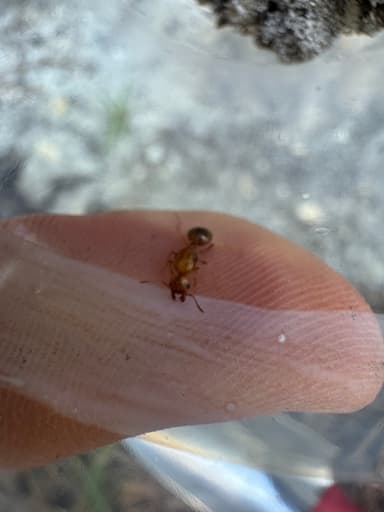 Pheidole morrisii — queen photo 188