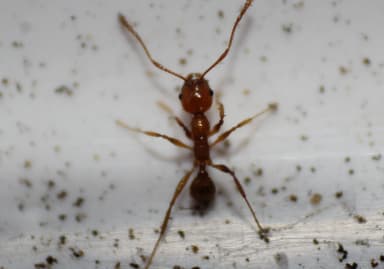 Pheidole morrisii photo 189