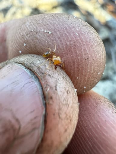 Pheidole morrisii photo 190
