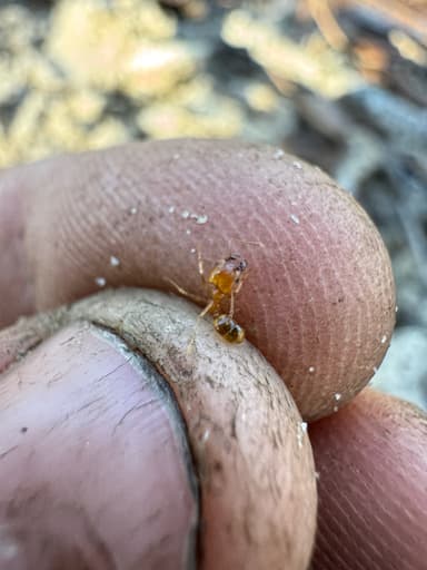 Pheidole morrisii photo 192