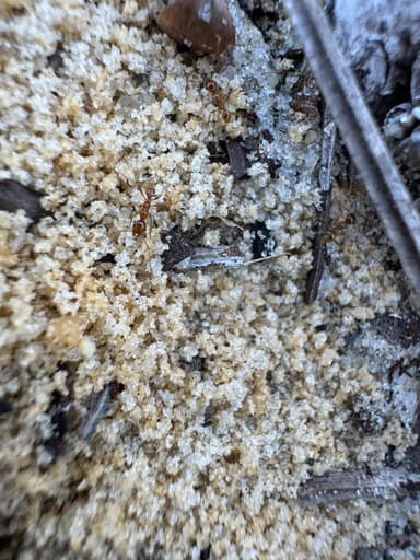 Pheidole morrisii photo 193