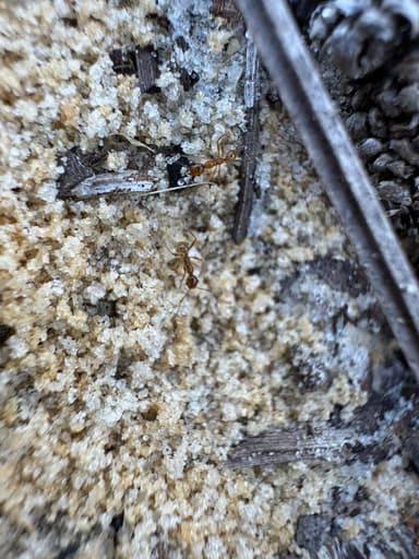 Pheidole morrisii photo 194