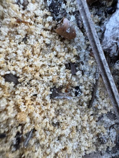 Pheidole morrisii photo 195