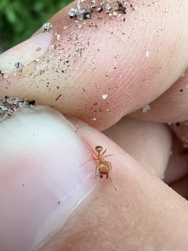 Pheidole morrisii photo 196