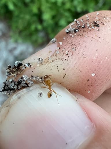 Pheidole morrisii photo 197