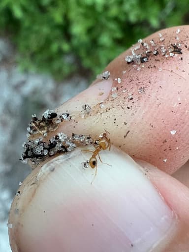 Pheidole morrisii photo 198