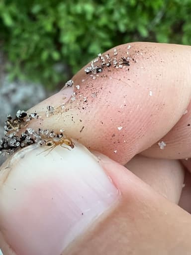 Pheidole morrisii photo 199
