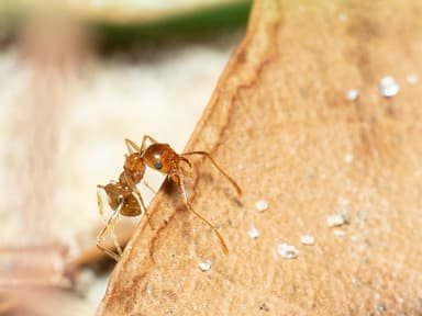 Pheidole morrisii photo 200