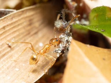 Pheidole morrisii photo 201