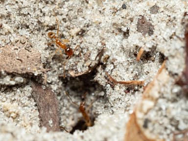 Pheidole morrisii photo 202