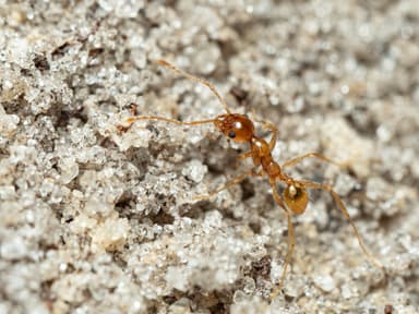 Pheidole morrisii photo 203