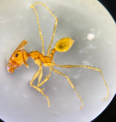 Pheidole morrisii photo 204