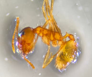 Pheidole morrisii photo 205