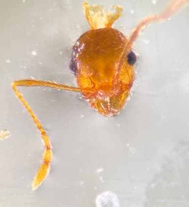 Pheidole morrisii photo 207