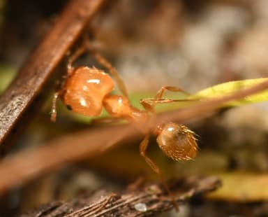 Pheidole morrisii photo 208