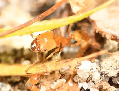 Pheidole morrisii photo 209