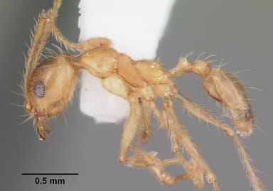 Pheidole morrisii — queen photo 2