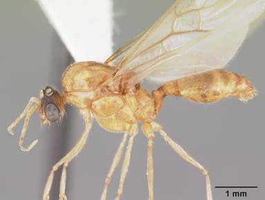 Pheidole morrisii — queen photo 3