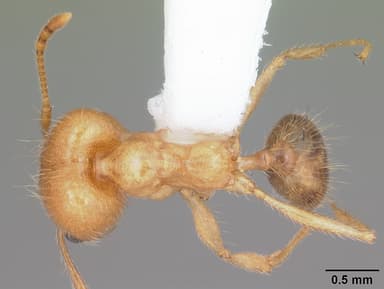 Pheidole morrisii — queen photo 4