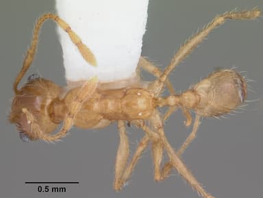 Pheidole morrisii — queen photo 5